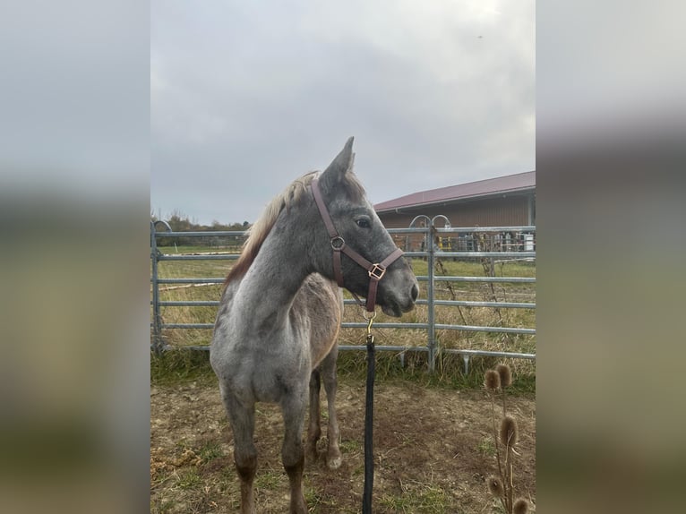 Other Warmbloods Mare 1 year 13,3 hh Can be white in Bad Vöslau
