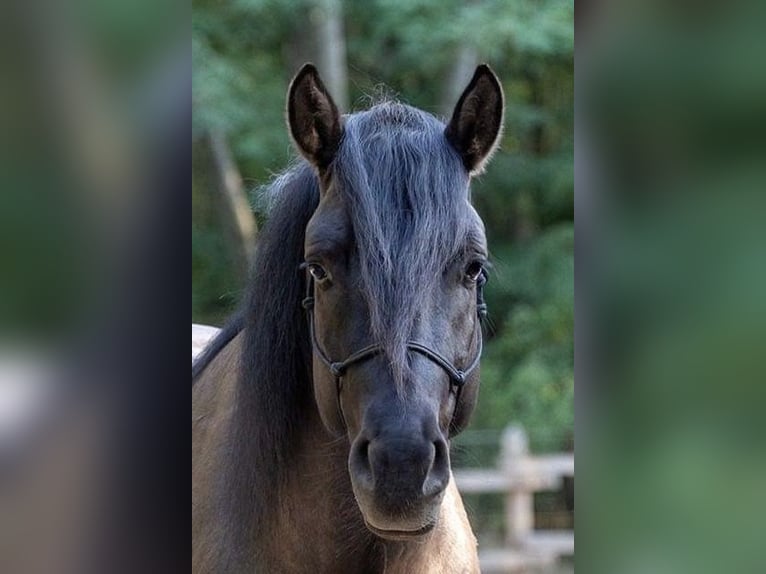Other Warmbloods Mare 1 year 14,2 hh Buckskin in Lajosmizse