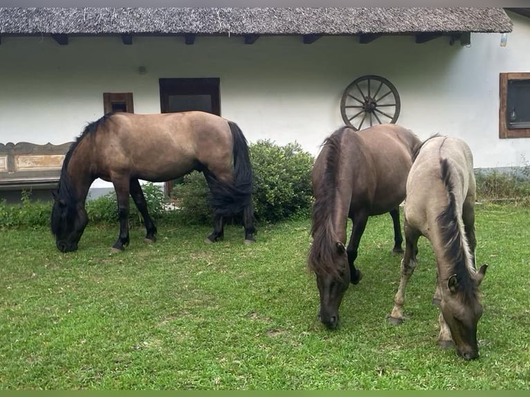 Other Warmbloods Mare 1 year 14,2 hh Buckskin in Lajosmizse
