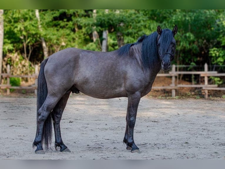 Other Warmbloods Mare 1 year 14,2 hh Buckskin in Lajosmizse