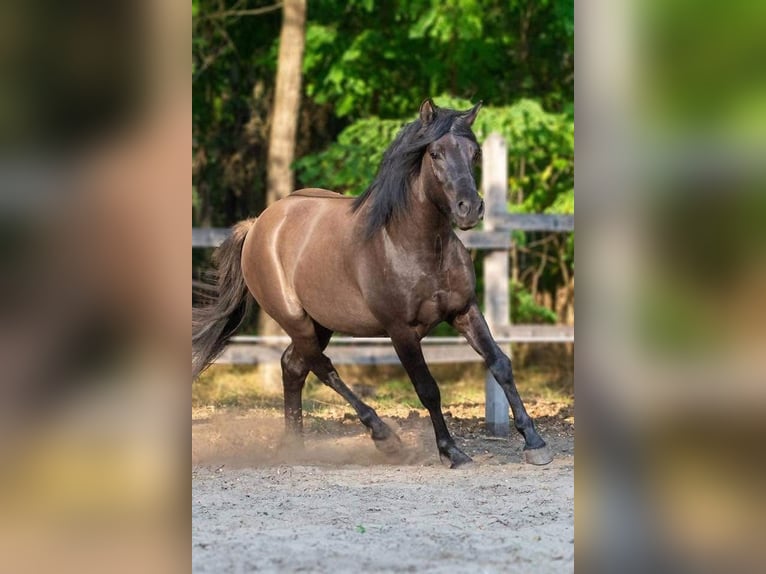 Other Warmbloods Mare 1 year 14,2 hh Buckskin in Lajosmizse