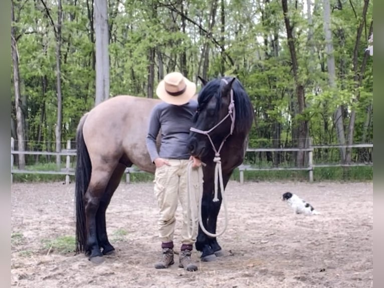 Other Warmbloods Mare 1 year 14,2 hh Buckskin in Lajosmizse