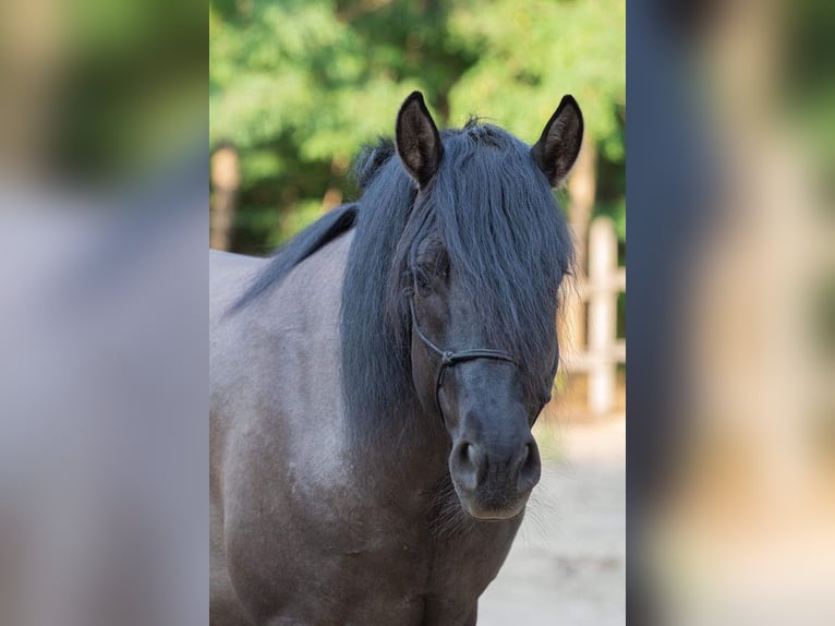Other Warmbloods Mare 1 year 14,2 hh Buckskin in Lajosmizse