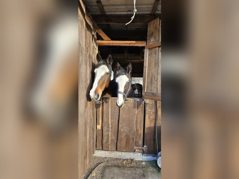 Other Warmbloods Mix Mare 1 year 15,2 hh Black in Wolfsburg