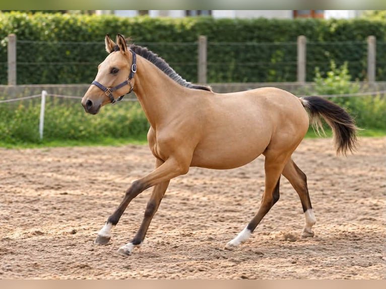 Other Warmbloods Mare 1 year 16.1 hh Buckskin in Borgentreich