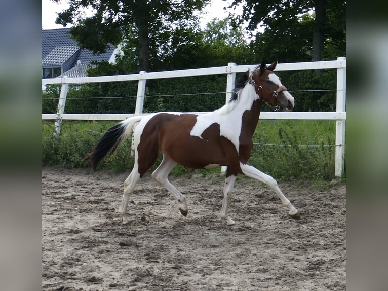 Other Warmbloods Mare 1 year 16.1 hh Pinto in Borgentreich