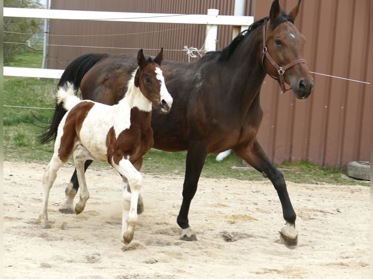 Other Warmbloods Mare 1 year 16.1 hh Pinto in Borgentreich