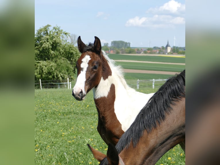 Other Warmbloods Mare 1 year 16.1 hh Pinto in Borgentreich