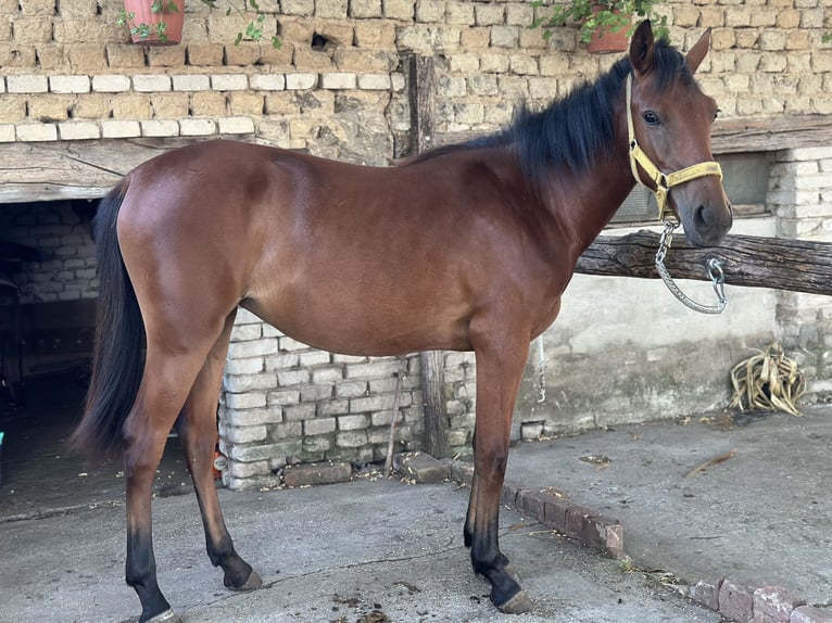 Other Warmbloods Mix Mare 1 year 16,2 hh Bay in Kiskunhalas