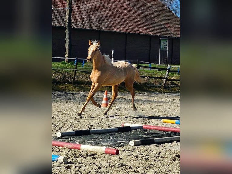 Other Warmbloods Mare 1 year 16 hh Palomino in Bad Grund