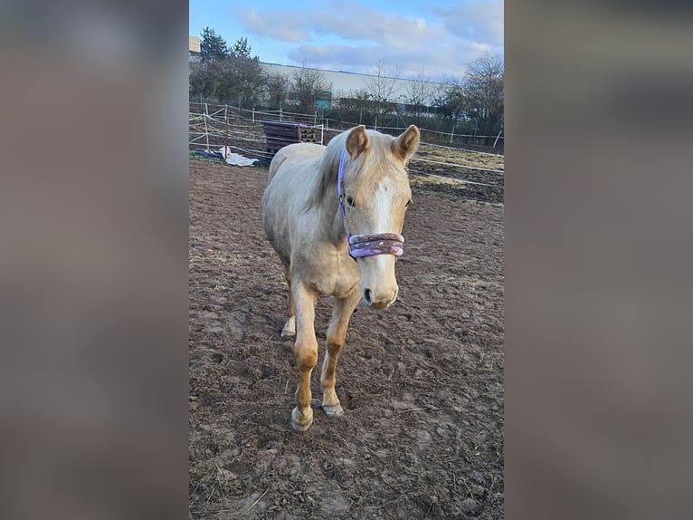 Other Warmbloods Mare 1 year 16 hh Palomino in Bad Grund