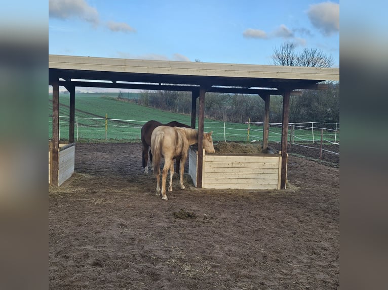 Other Warmbloods Mare 1 year 16 hh Palomino in Bad Grund