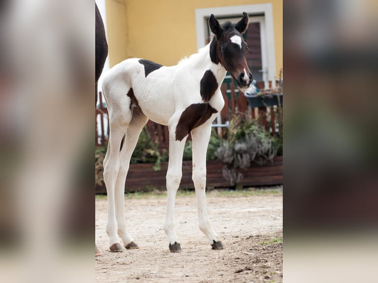 Other Warmbloods Mare 1 year 16 hh Pinto in Sieghartsreith