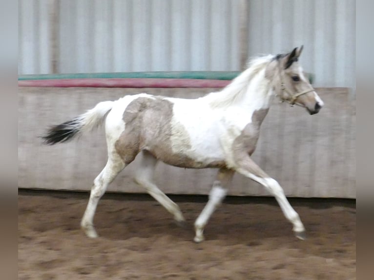 Other Warmbloods Mare 1 year 16 hh Pinto in Borgentreich