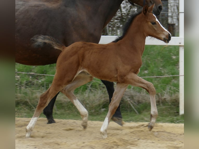 Other Warmbloods Mare 1 year 16,1 hh Brown in Borgentreich