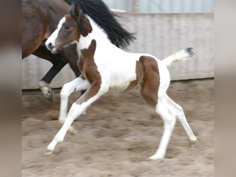 Other Warmbloods Mare 1 year 16,1 hh Pinto in Borgentreich