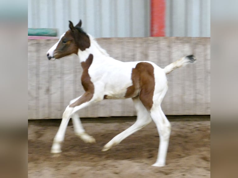 Other Warmbloods Mare 1 year 16,1 hh Pinto in Borgentreich