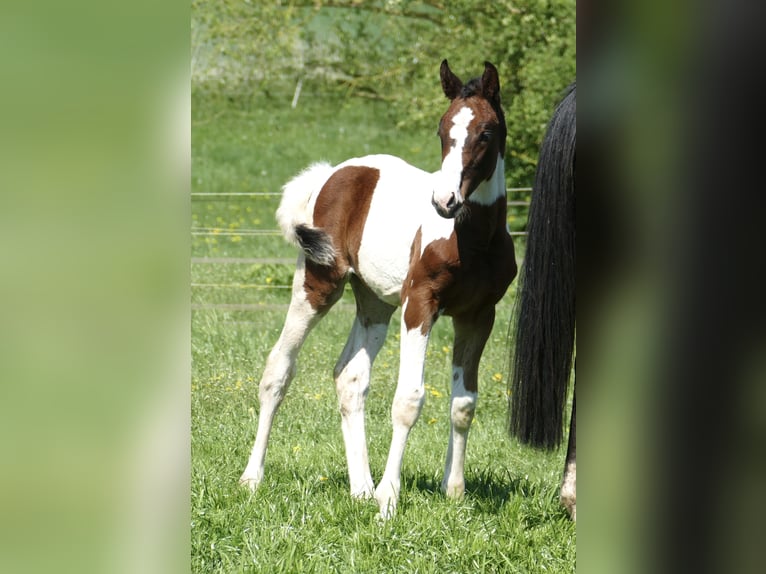Other Warmbloods Mare 1 year 16,1 hh Pinto in Borgentreich