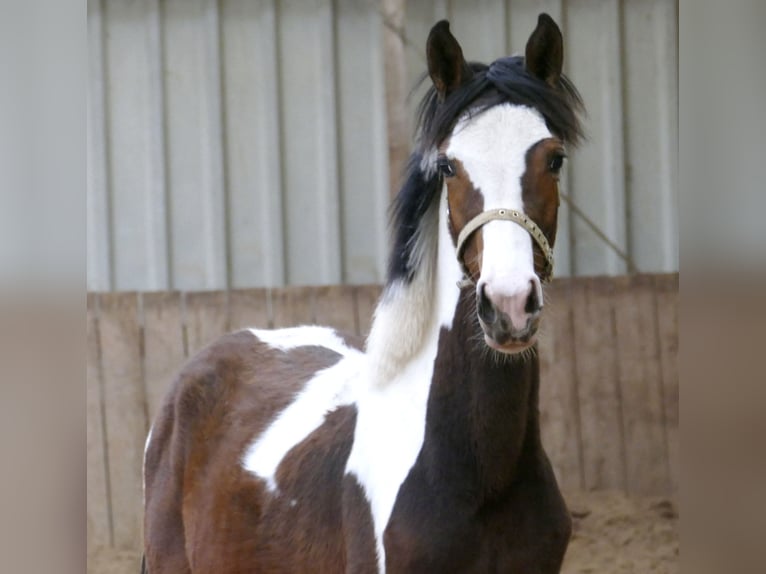 Other Warmbloods Mare 1 year 16,1 hh Pinto in Borgentreich