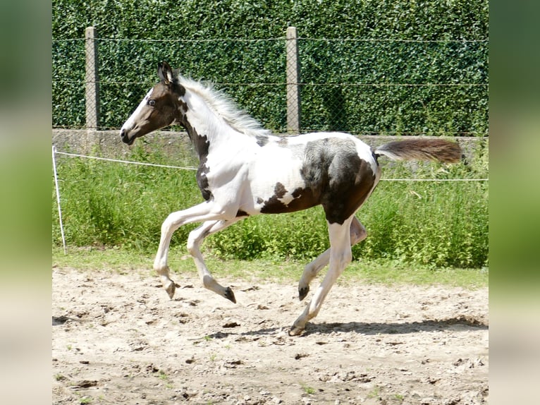 Other Warmbloods Mare 1 year 16,1 hh in Borgentreich