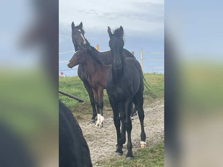 Other Warmbloods Mix Mare 1 year 17 hh Black in Halblech