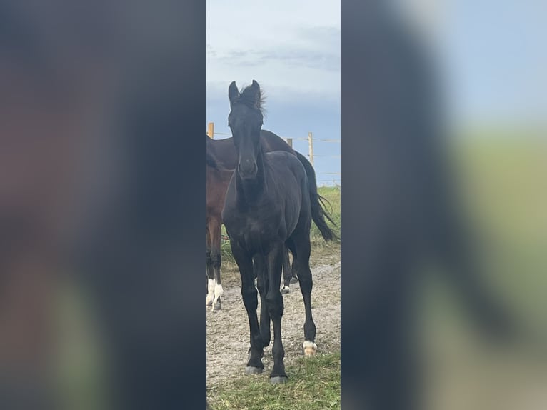 Other Warmbloods Mix Mare 1 year 17 hh Black in Halblech