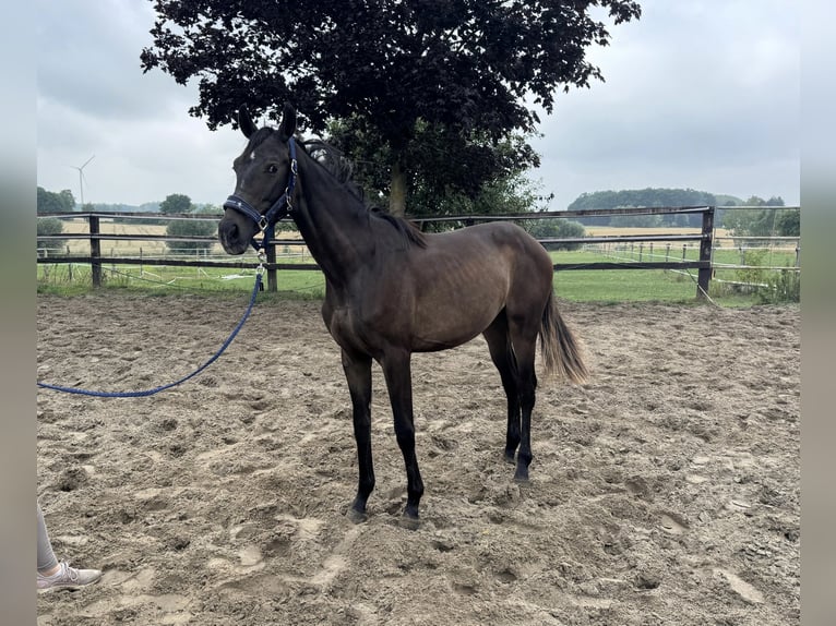 Other Warmbloods Mare 1 year Bay-Dark in OeldeOelde