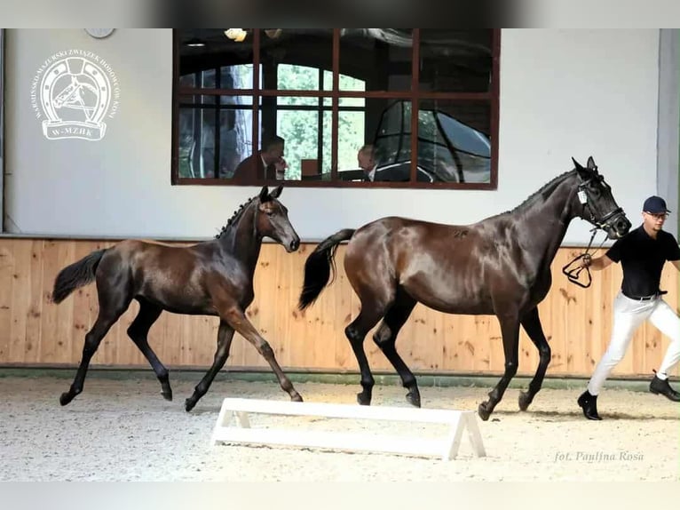 Other Warmbloods Mare 1 year Bay-Dark in Bartoszyce