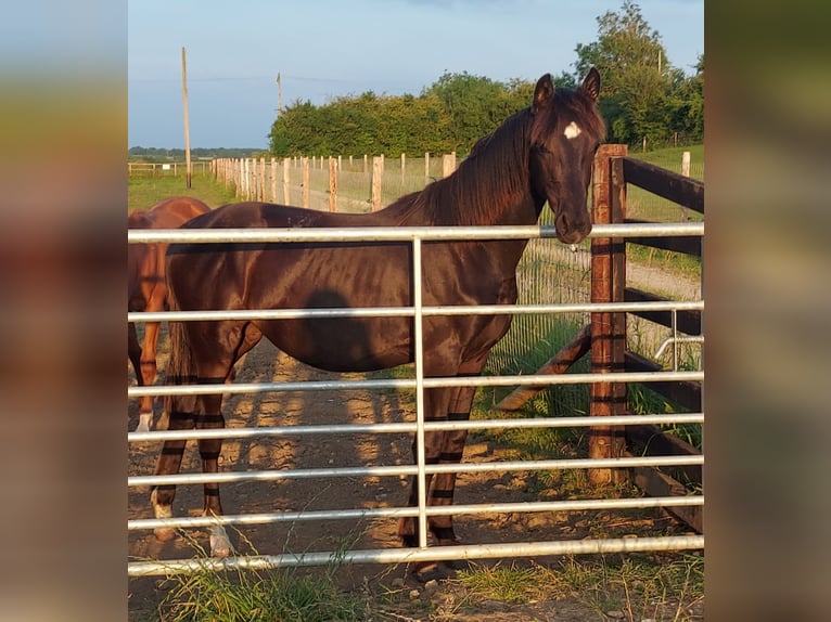 Other Warmbloods Mare 1 year in Banbury