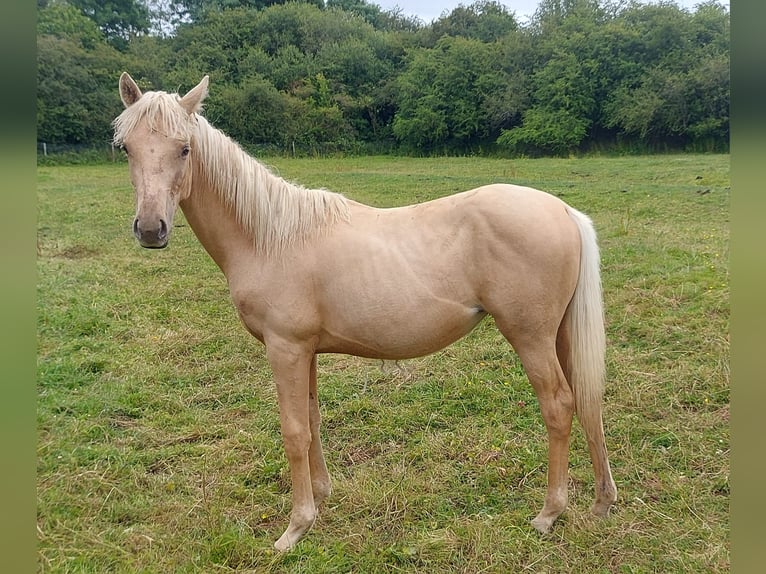 Other Warmbloods Mare 1 year in Banbury