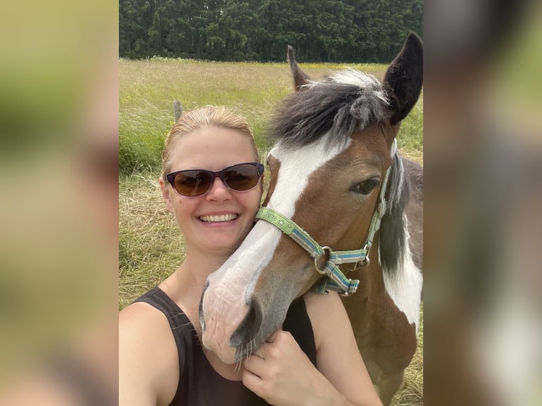 Other Warmbloods Mix Mare 1 year Pinto in Niederpr&#xFC;m