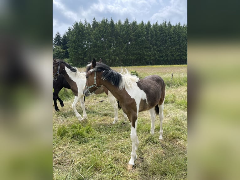 Other Warmbloods Mix Mare 1 year Pinto in Niederpr&#xFC;m