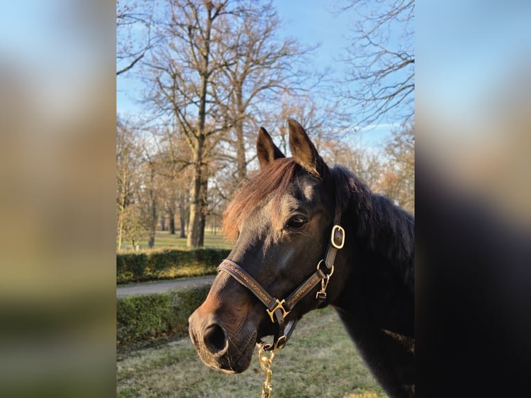Other Warmbloods Mix Mare 20 years 14.1 hh Smoky-Black in Herzberg