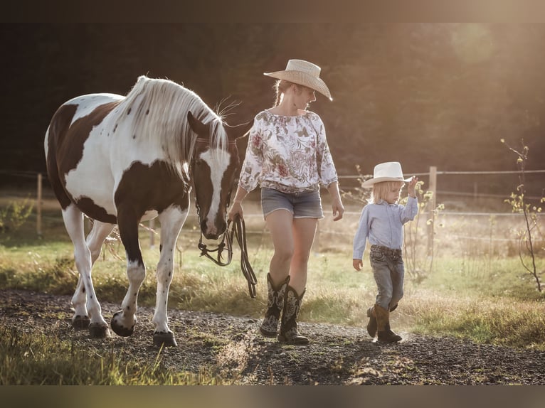 Other Warmbloods Mix Mare 20 years 15,1 hh Pinto in Elterlein