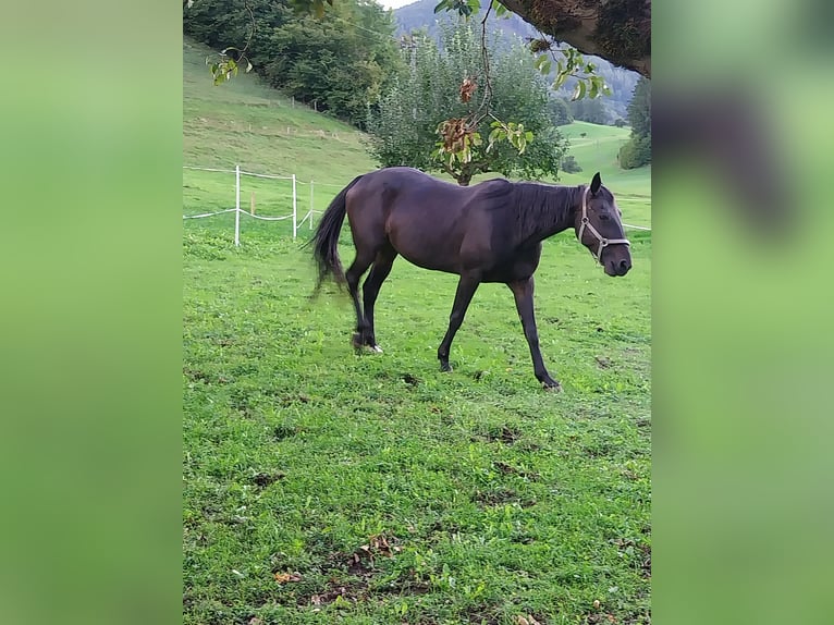 Other Warmbloods Mare 20 years 15,1 hh Black in Molln