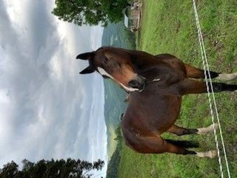 Other Warmbloods Mare 20 years 16.2 hh Brown in Landau