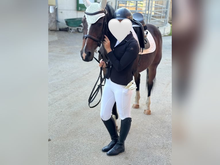 Other Warmbloods Mare 20 years 16.2 hh Brown in Landau