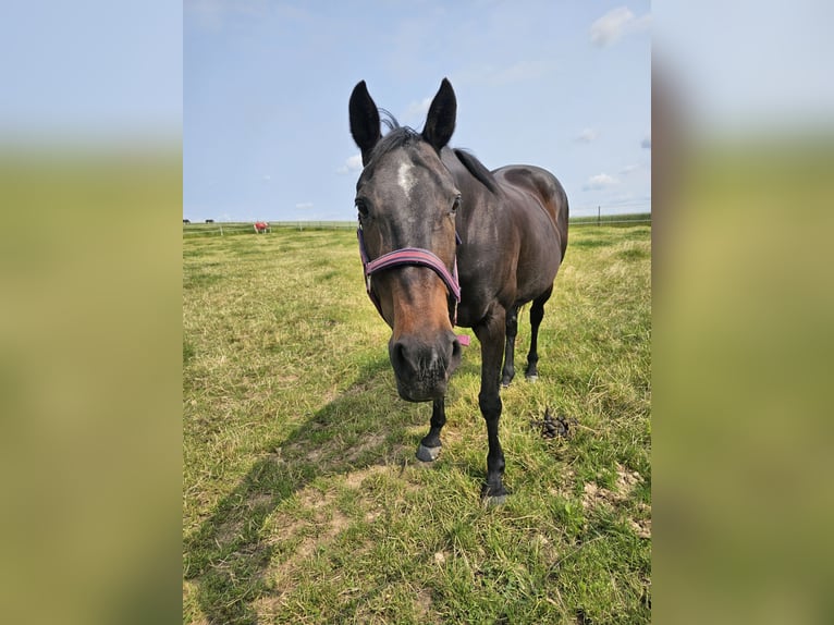 Other Warmbloods Mare 20 years 16 hh Brown in Gro&#xDF;-Zimmern