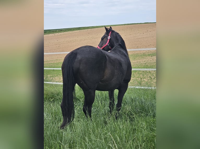 Other Warmbloods Mare 20 years 16 hh Brown in Gro&#xDF;-Zimmern