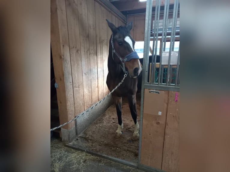Other Warmbloods Mare 20 years 16,2 hh Brown in Landau
