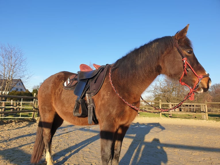 Other Warmbloods Mare 21 years 15,1 hh Brown in Bottrop