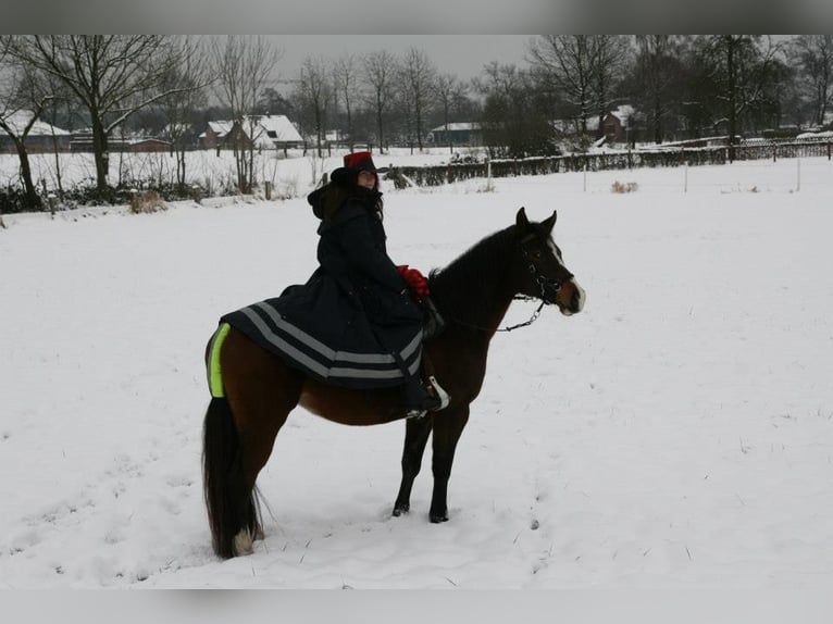 Other Warmbloods Mare 21 years 15,1 hh Brown in Bottrop