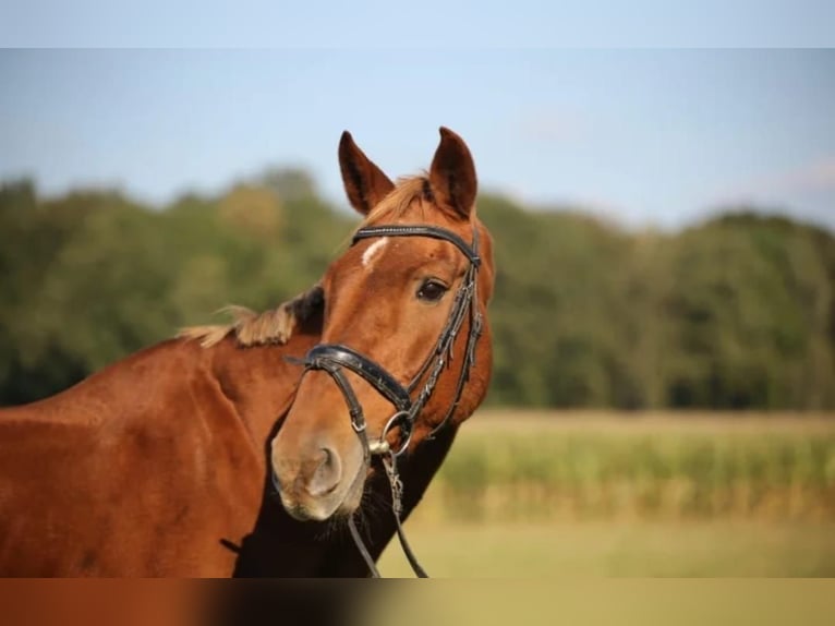 Other Warmbloods Mare 23 years 16,3 hh Chestnut-Red in Haltern am See