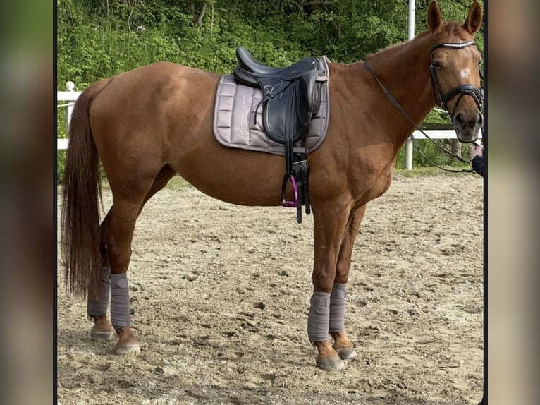 Other Warmbloods Mare 24 years Chestnut-Red in Gro&#xDF;gmain