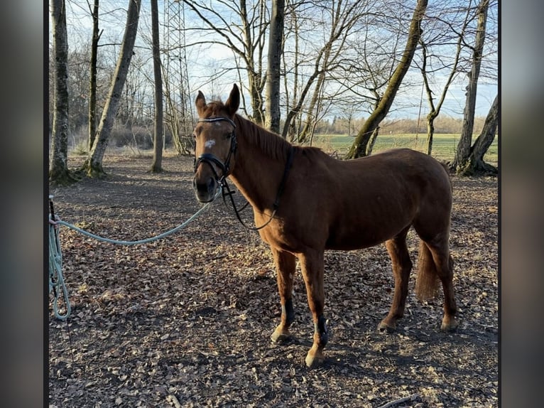 Other Warmbloods Mare 24 years Chestnut-Red in Gro&#xDF;gmain