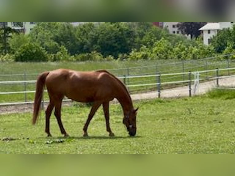 Other Warmbloods Mare 25 years Chestnut-Red in Großgmain