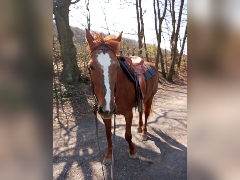 Other Warmbloods Mare 27 years 15,2 hh Chestnut-Red in Baden