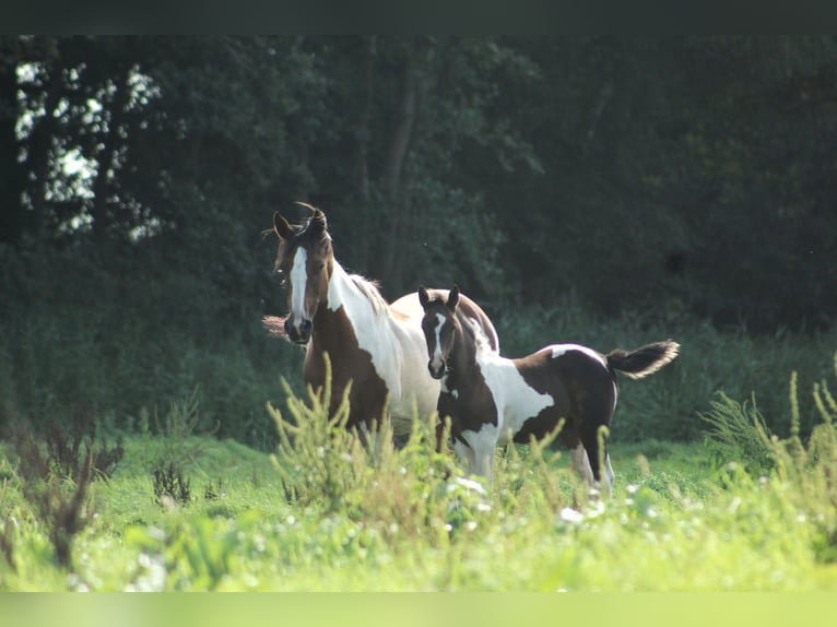 Other Warmbloods Mix Mare 2 years 13,2 hh Pinto in Dwingeloo