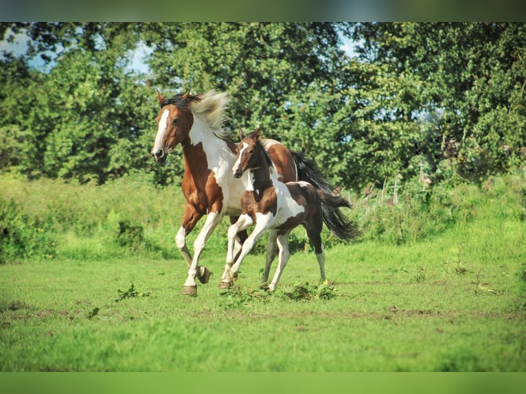 Other Warmbloods Mix Mare 2 years 13,2 hh Pinto in Dwingeloo