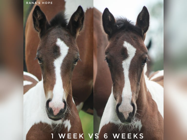 Other Warmbloods Mix Mare 2 years 13,2 hh Pinto in Dwingeloo